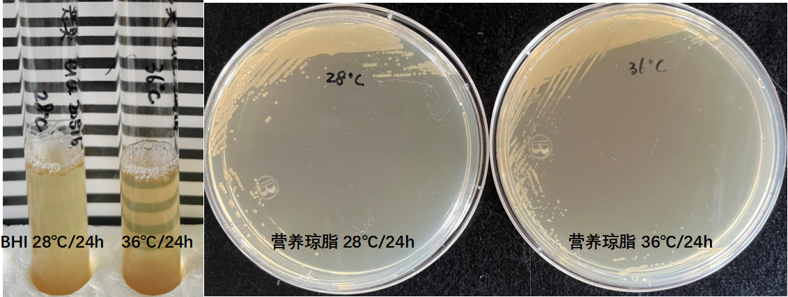 天然礦泉水檢測(cè)中的新角色--惡臭假單胞菌