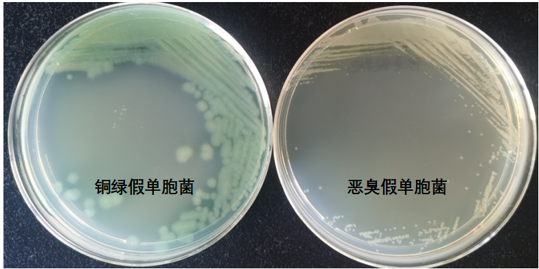 天然礦泉水檢測(cè)中的新角色--惡臭假單胞菌