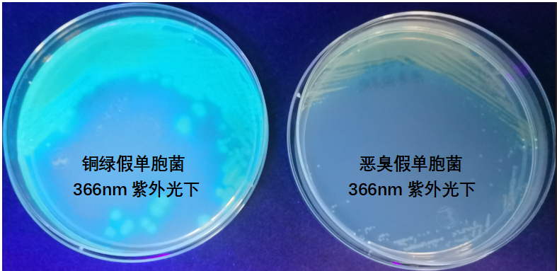 天然礦泉水檢測(cè)中的新角色--惡臭假單胞菌