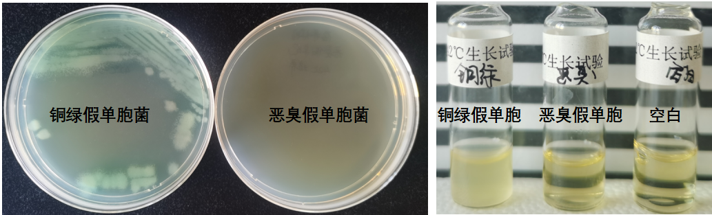 天然礦泉水檢測(cè)中的新角色--惡臭假單胞菌