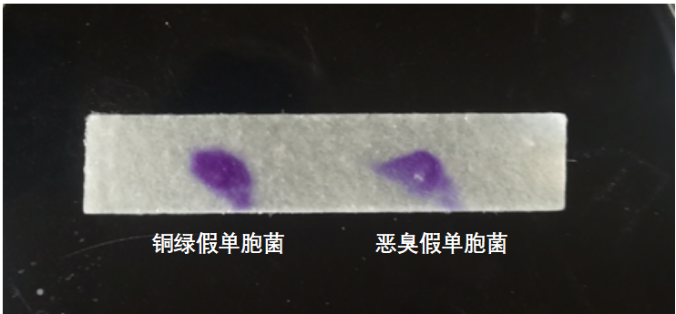 天然礦泉水檢測(cè)中的新角色--惡臭假單胞菌