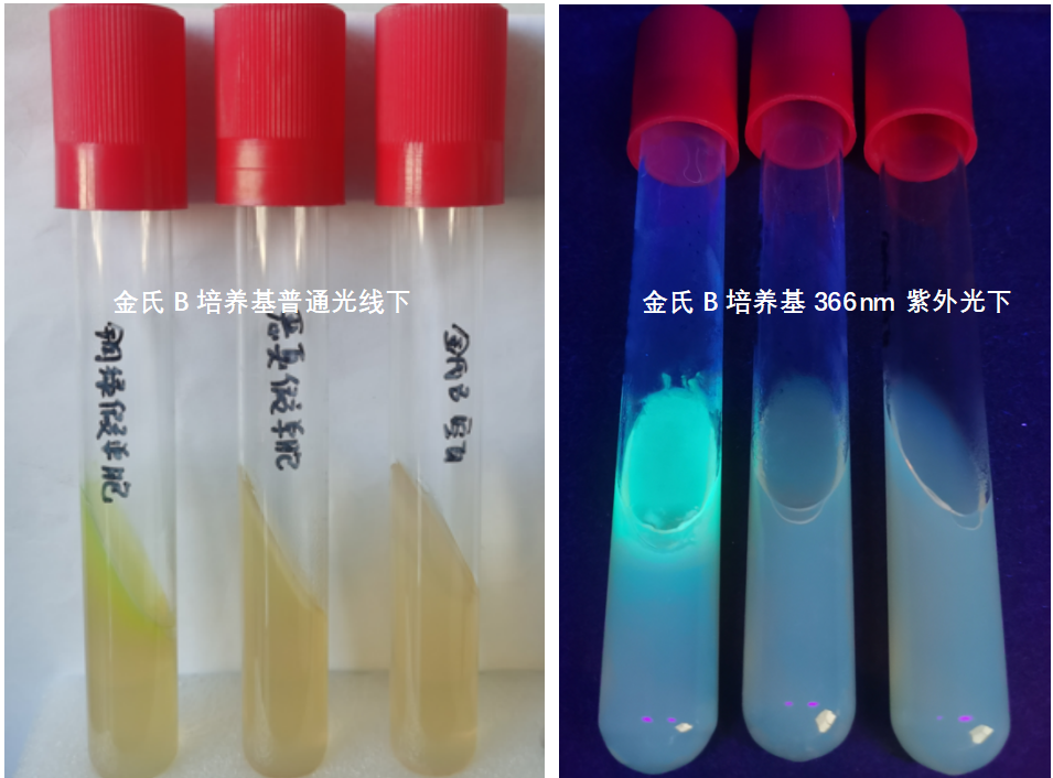 天然礦泉水檢測(cè)中的新角色--惡臭假單胞菌