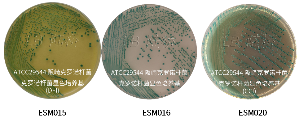 GB 4789.40-2024克羅諾桿菌檢驗標(biāo)準(zhǔn)變更解讀