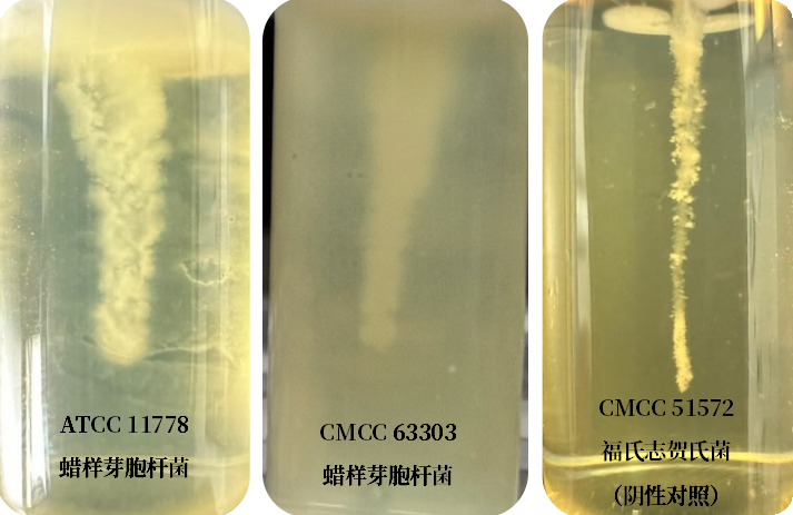 誰是芽胞桿菌中的“運(yùn)動(dòng)健將”？