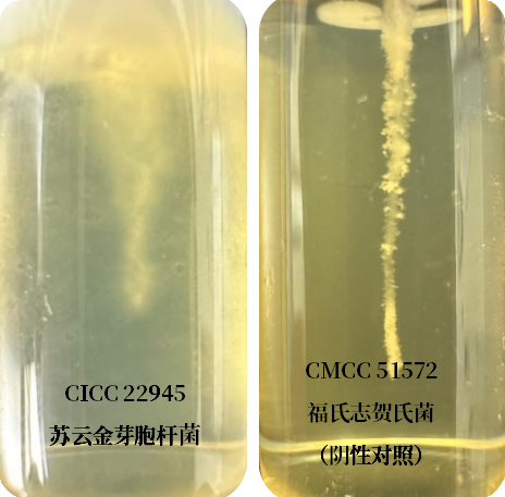 誰是芽胞桿菌中的“運(yùn)動(dòng)健將”？