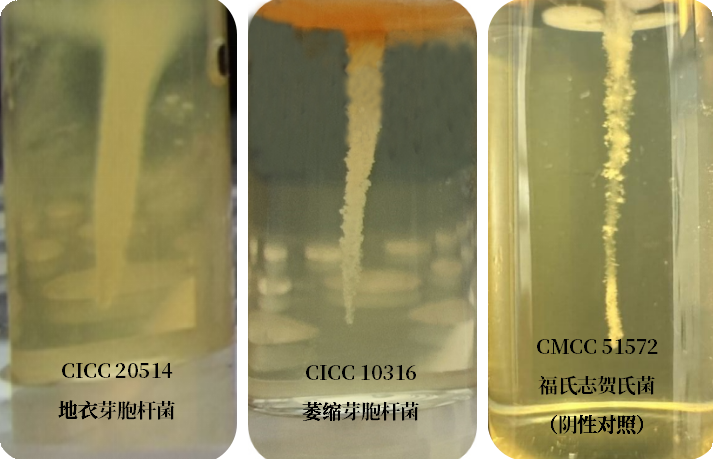 誰是芽胞桿菌中的“運(yùn)動(dòng)健將”？